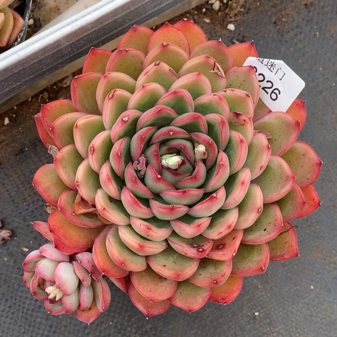 夏**✨杂交精品多肉3226叶伤