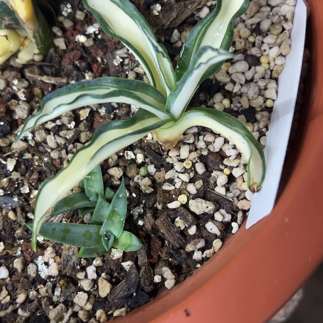 叁***木波叶鹦鹉嘴黄中斑植物