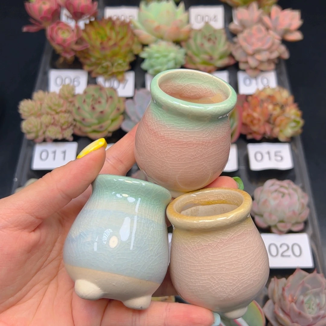 小高腰拇指盆一个，颜色随机不含多肉，三单包邮偏远除外