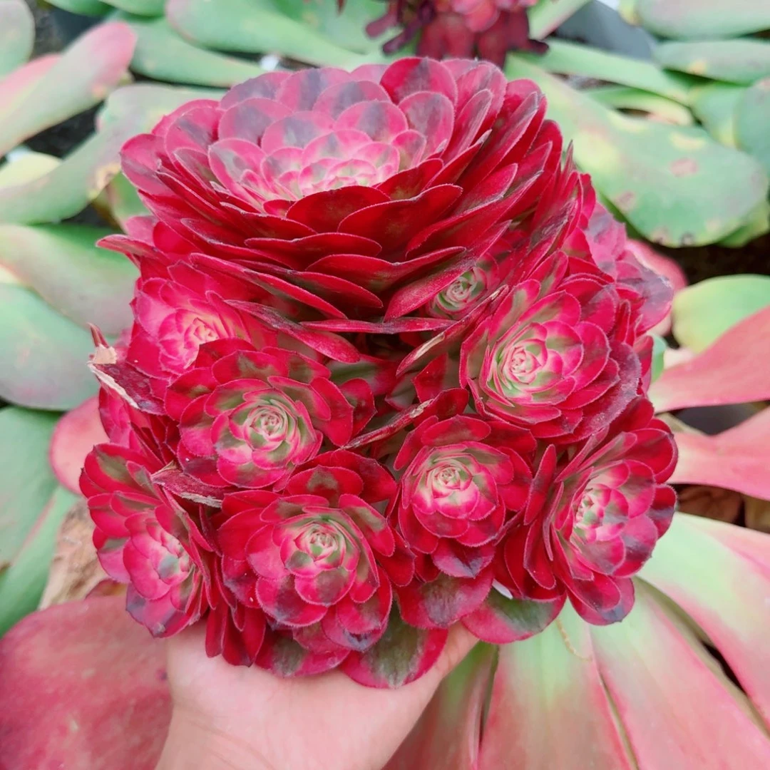 好***！多肉植物发货发货