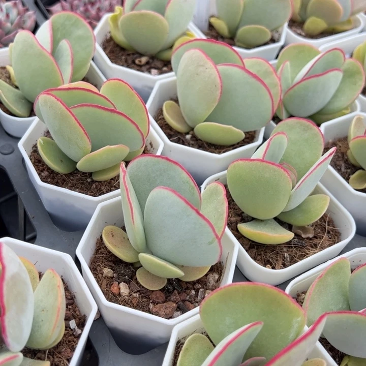 白眉一颗量拍多肉满20包邮