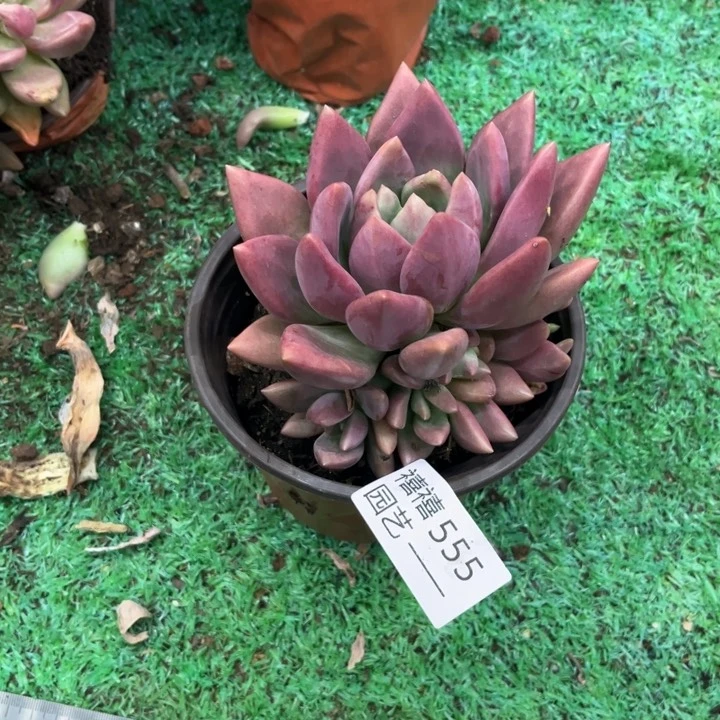 王*儿555桃花源多肉植物