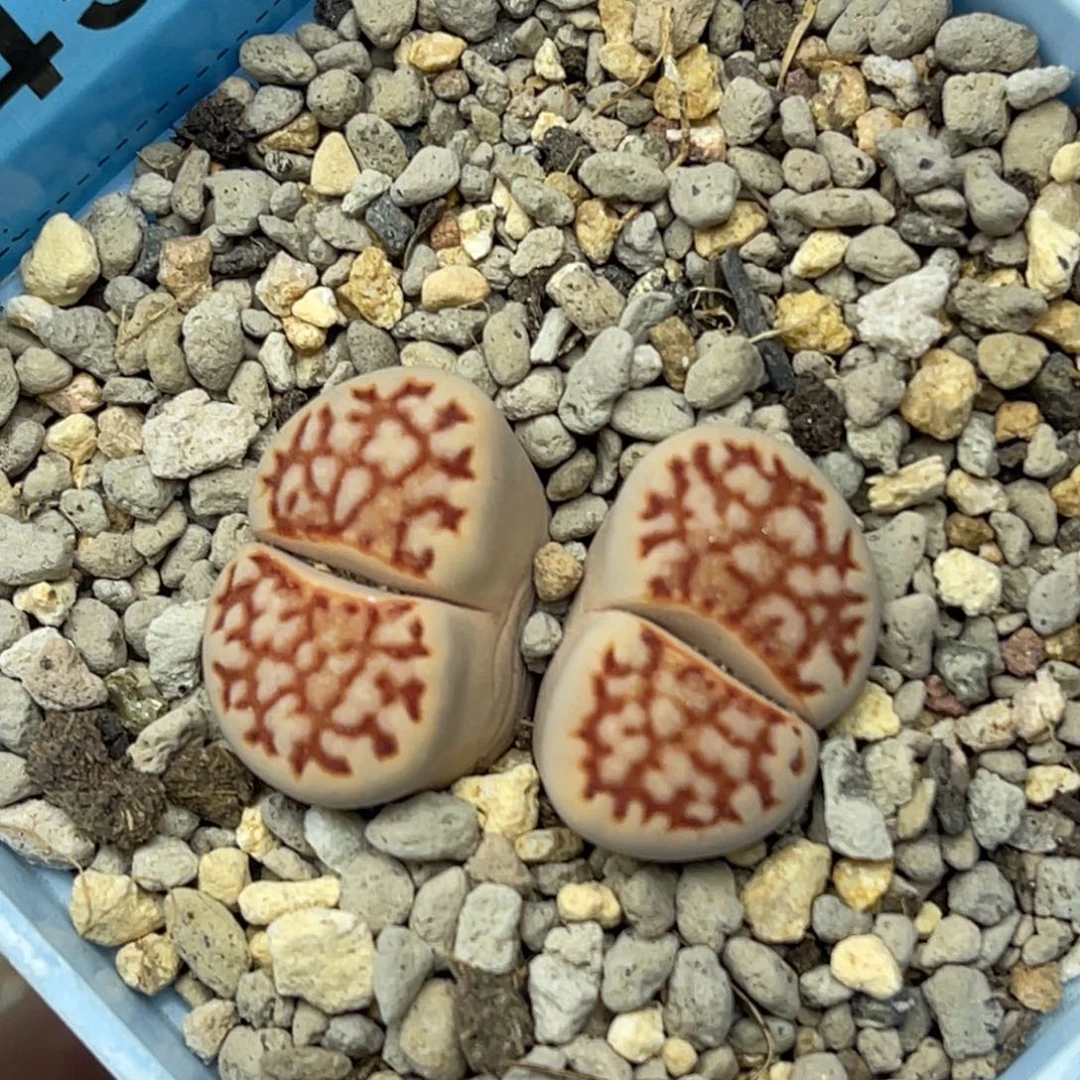 4545双头红网纹一颗