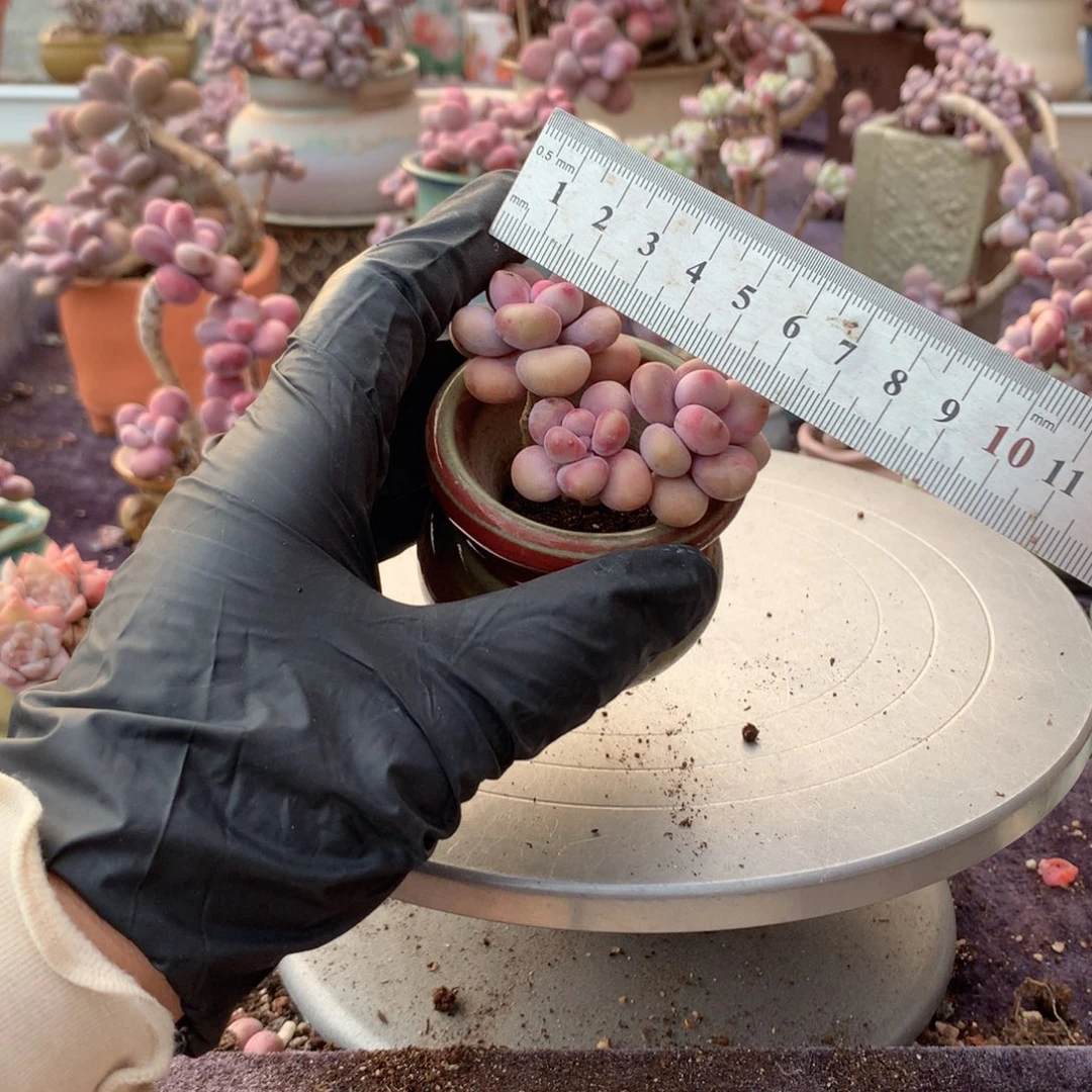 13号带盆偏远地区不包邮的