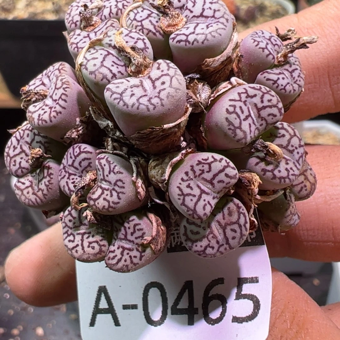 多肉植物11111111111