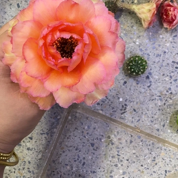 312丽花金牡丹歪无根侧牙2到3公分左右