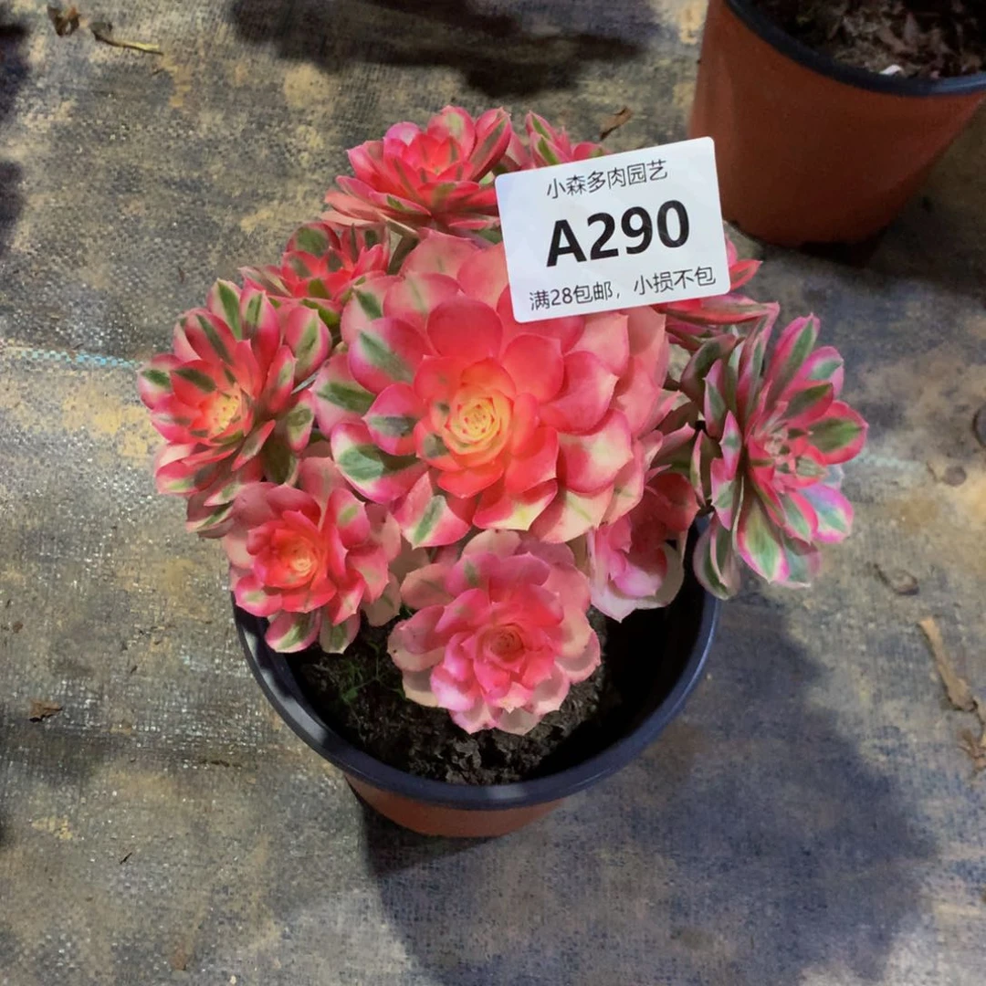 洋*人倾城法师290000