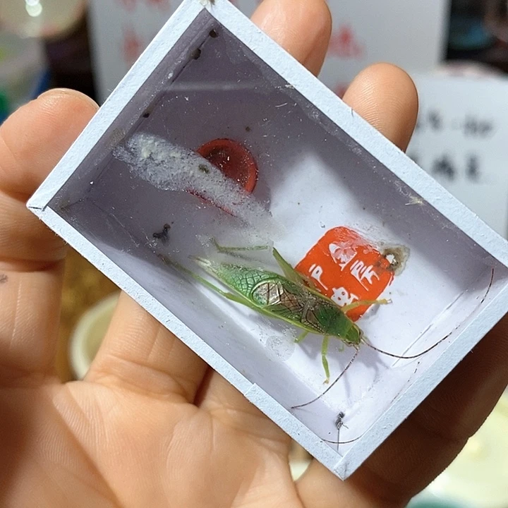 大**儿橙杆 片蟋一只包邮