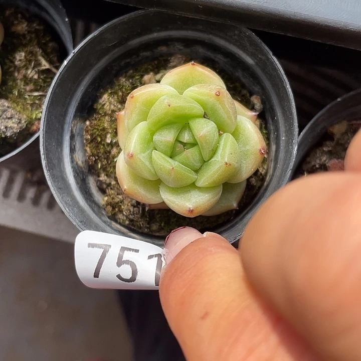 751。山茶花。          量拍