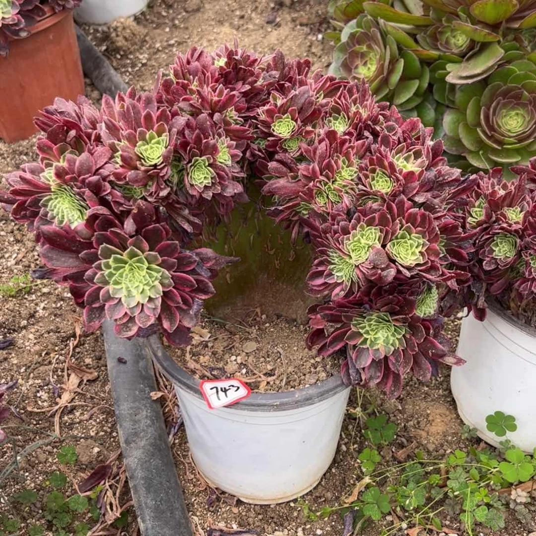 y***i743多肉植物朝霞缀化