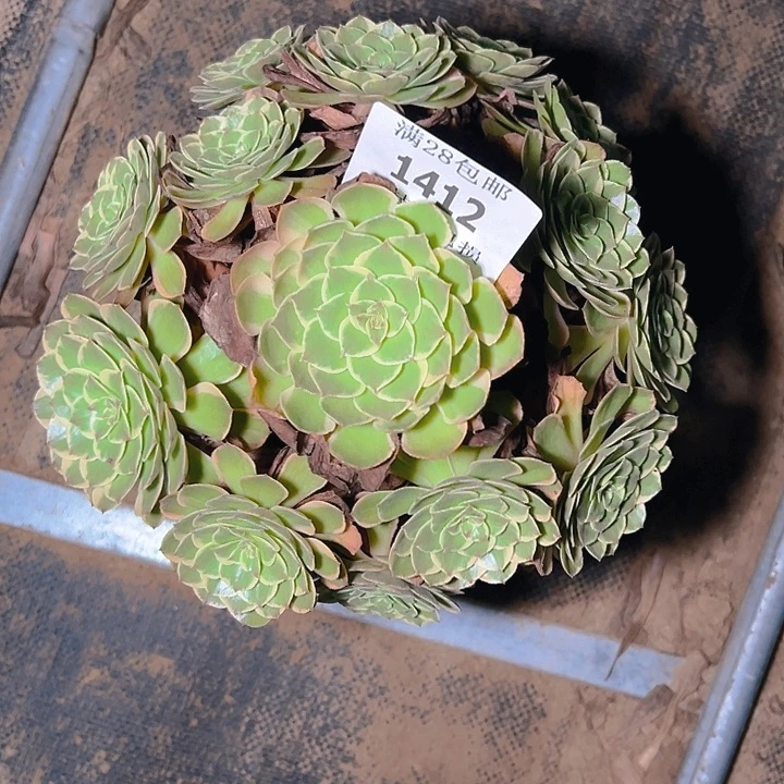 1412粉花妖多肉植物