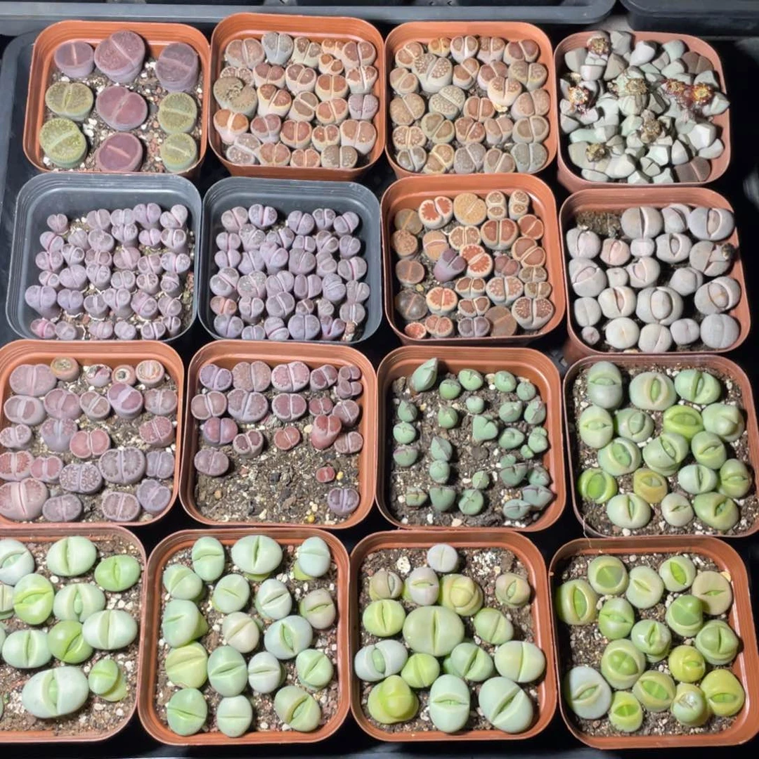 一盆一价19.9～39.9挑好再拍