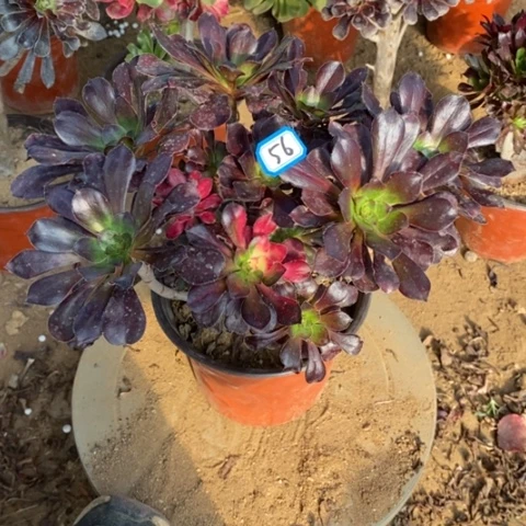 花蝴蝶丛林一物一拍