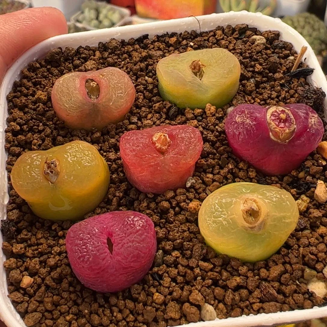 019多肉植物百科