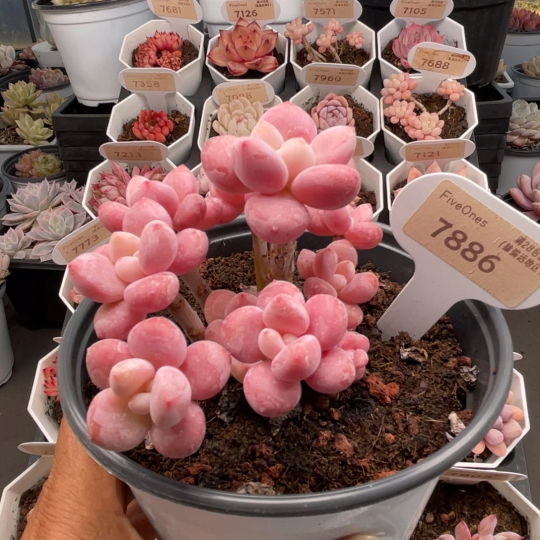 樱花洛神7886-10.0厘米