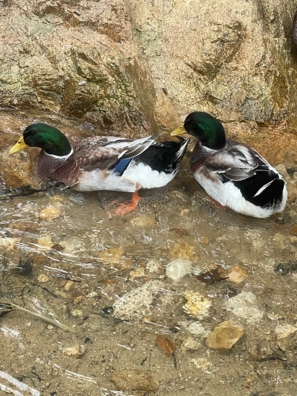 冷链配送正宗山泉水160天以上五谷杂粮青头鸭包邮包杀毛重5到6斤。