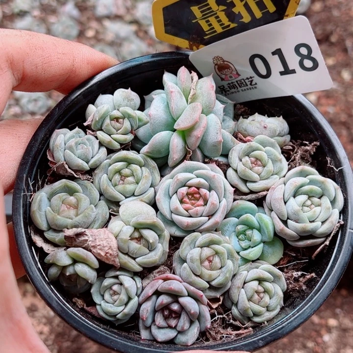 多肉植物多肉植物