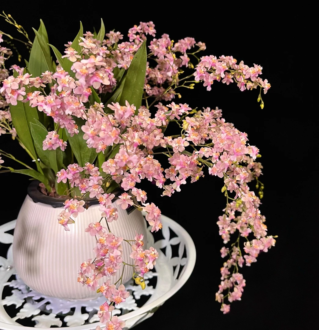 梦香兰（光宗）浓香香水兰室内花卉好养护