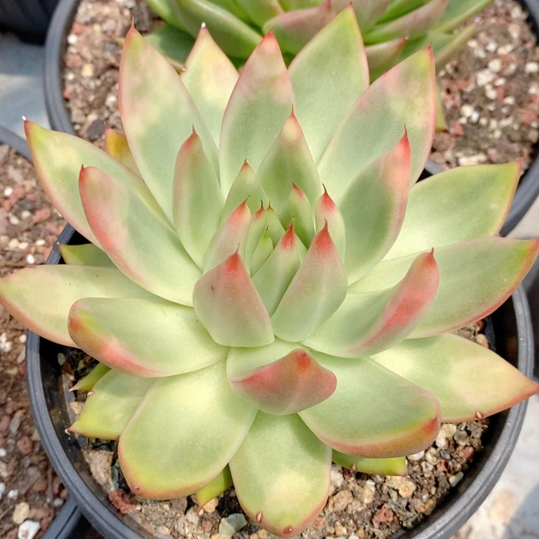 无花朵东云系多肉植物（透色东云）