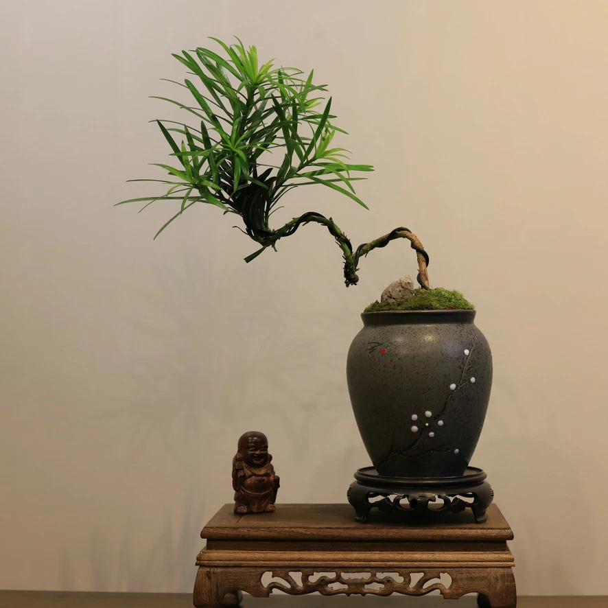 （花与禅）老桩熟装桩盆景一物一拍室内室外好养盆景绿植