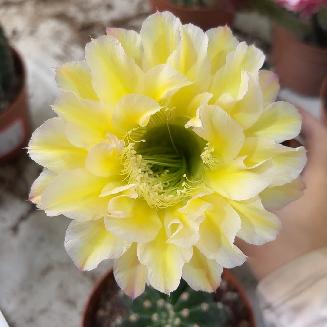 彩草黄白6号6公分左右