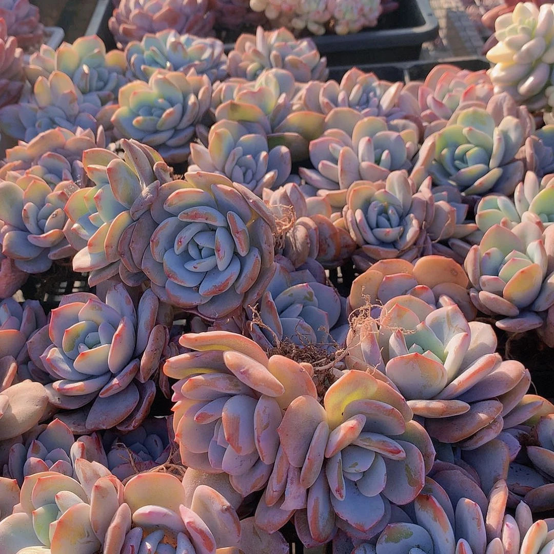 双头韩奶茶456789990000