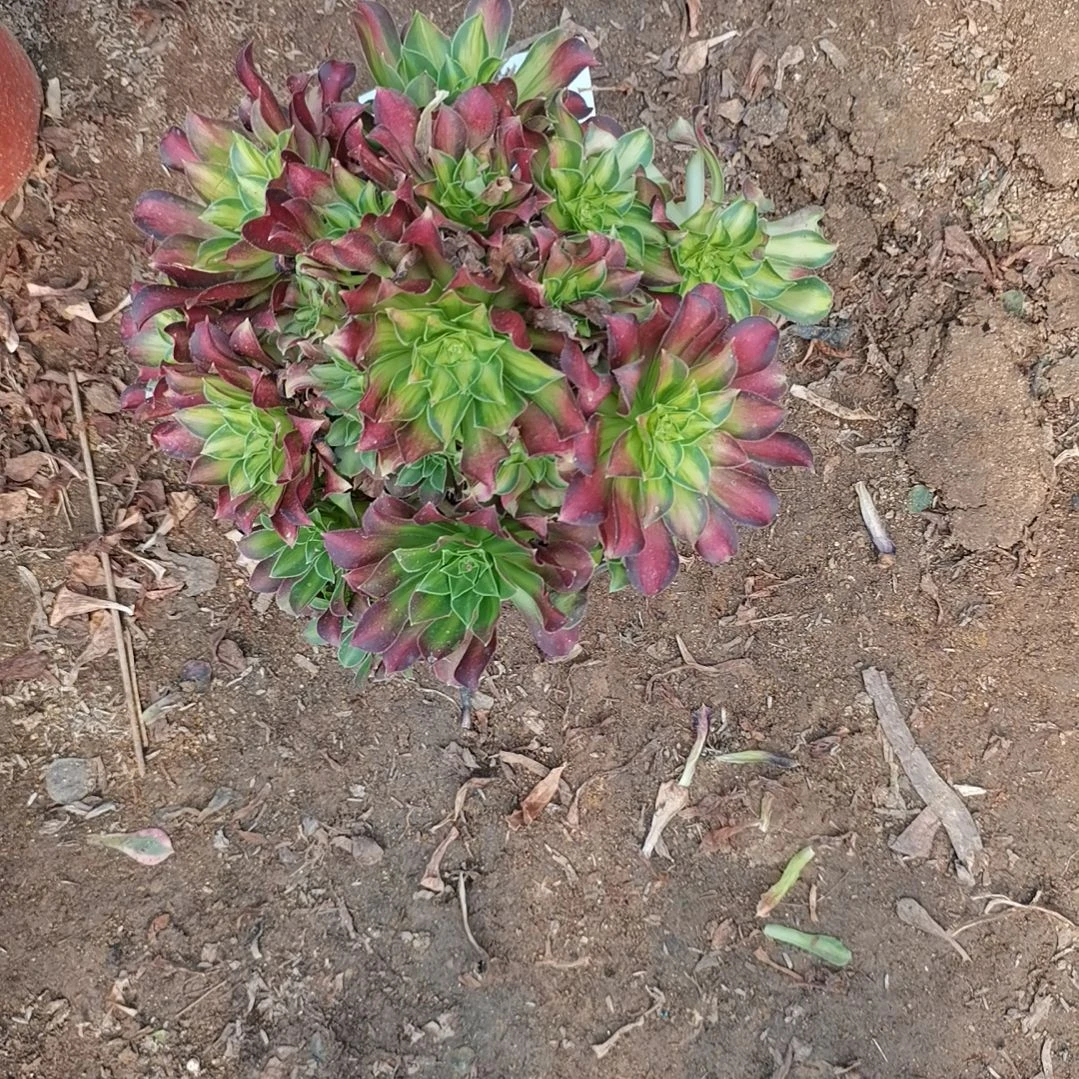 韶华法师多肉法师多肉29