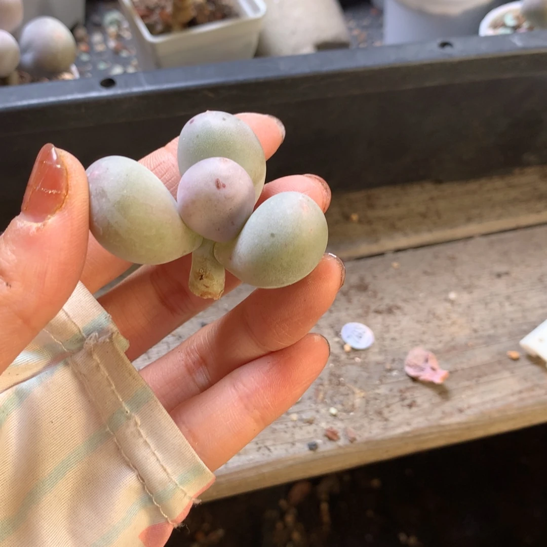 米可奶不满28发一个叶片，到付