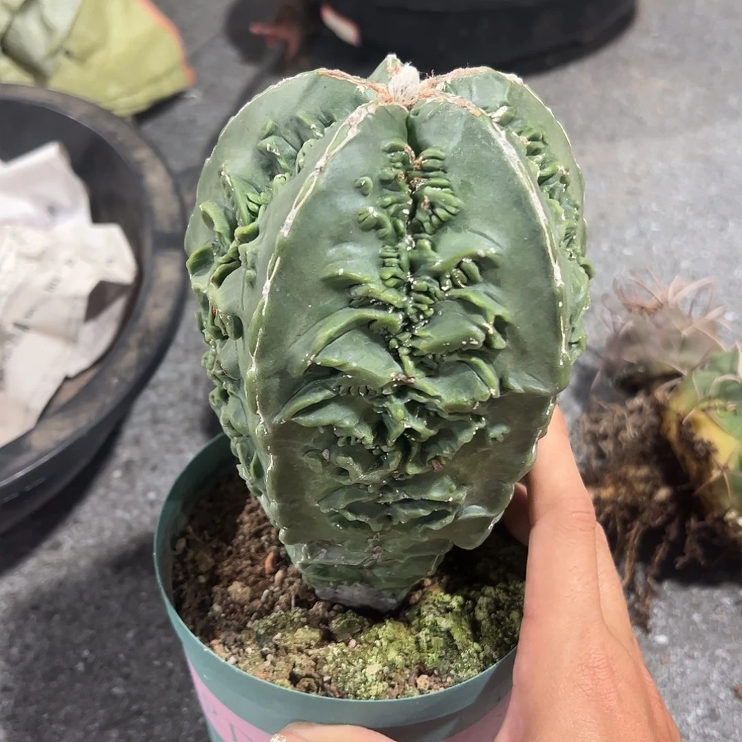 实生鸾凤玉一物一拍