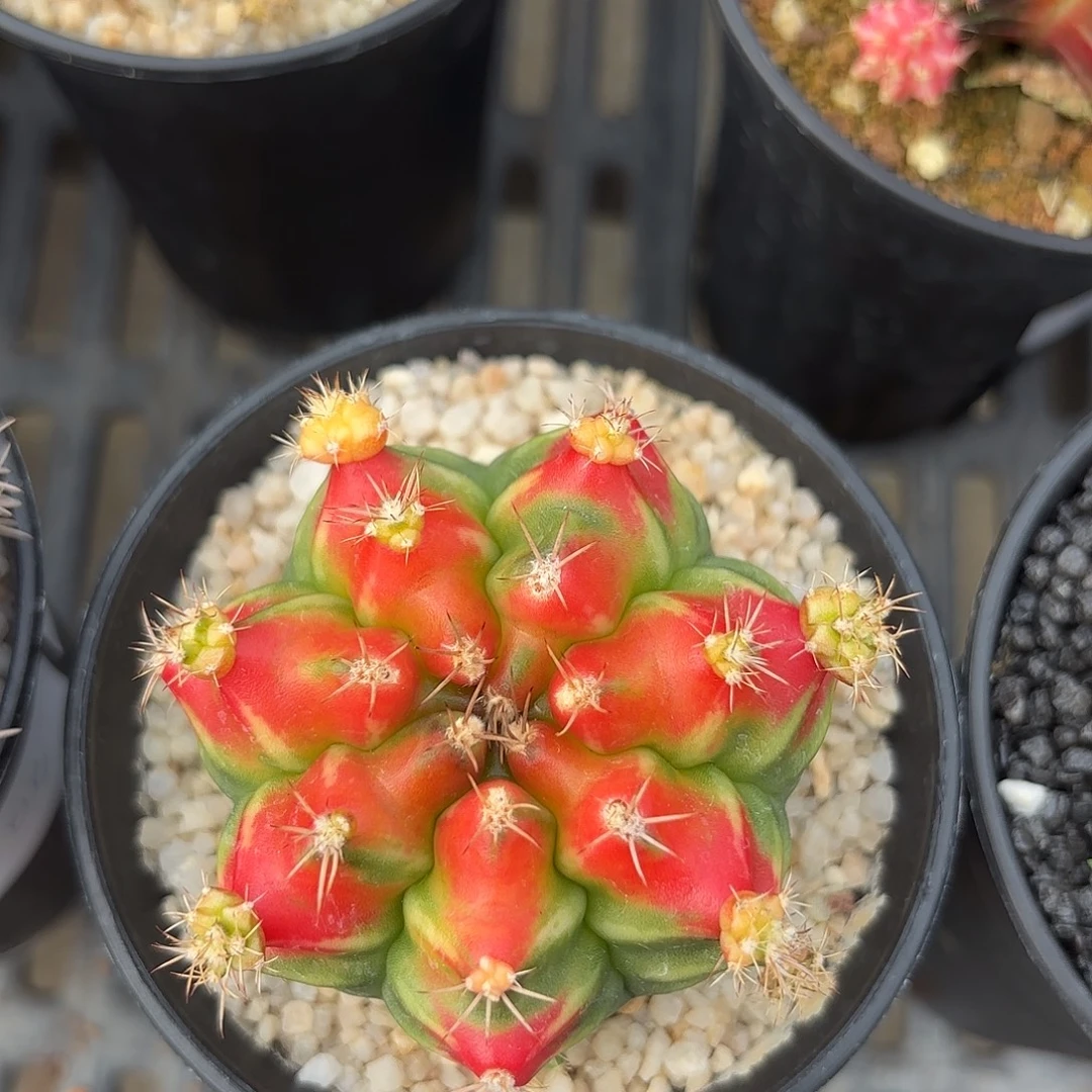 605-1007泰国米哈