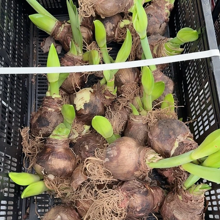 初恋直径7厘米干巴球花苞长