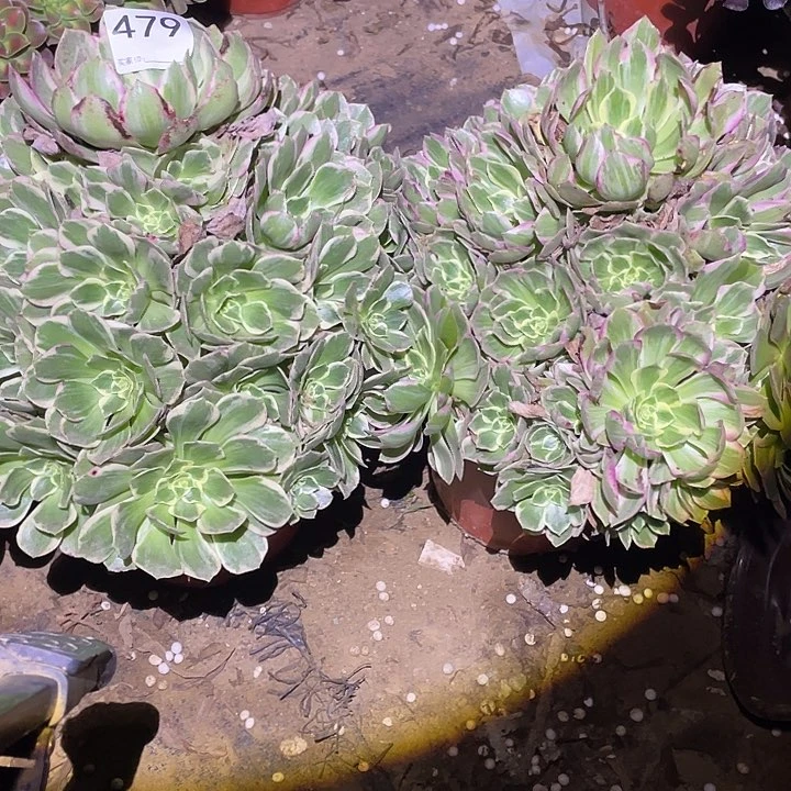 芳***园多肉植物断枝不包479水蜜桃两颗