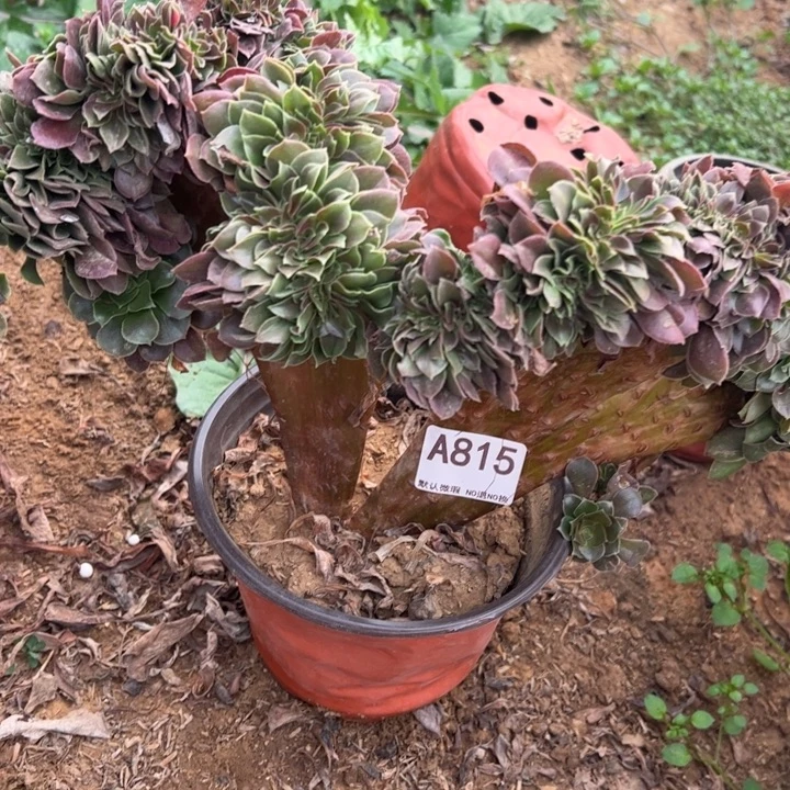 玫瑰缀多肉植物815.