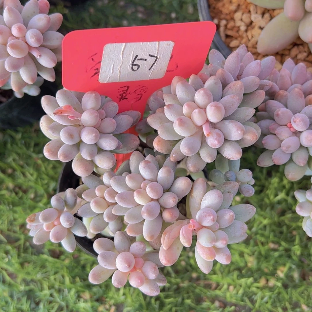 香玉的故事是一个人的故事吗