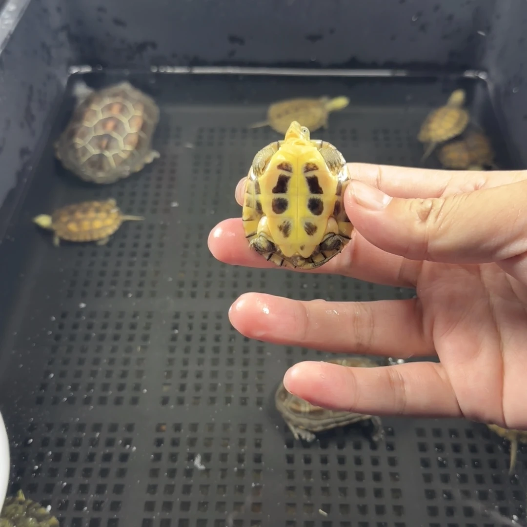 宠物龟不分公母4.3cm小青