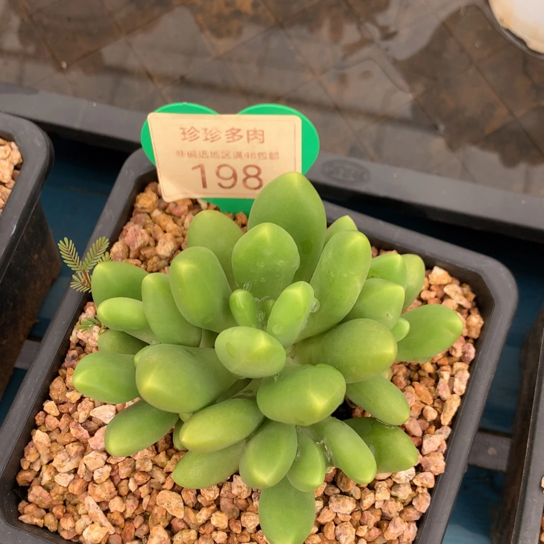 芝***塔芒果奶无砍平头198