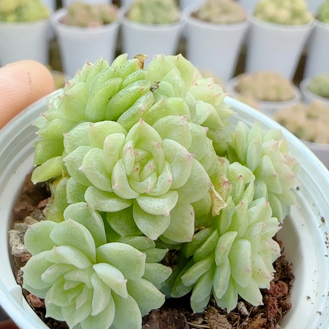 1111-23（优选麦杆）