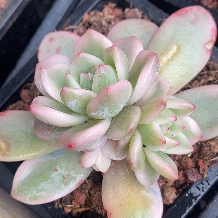 梦露锦底座多肉植物