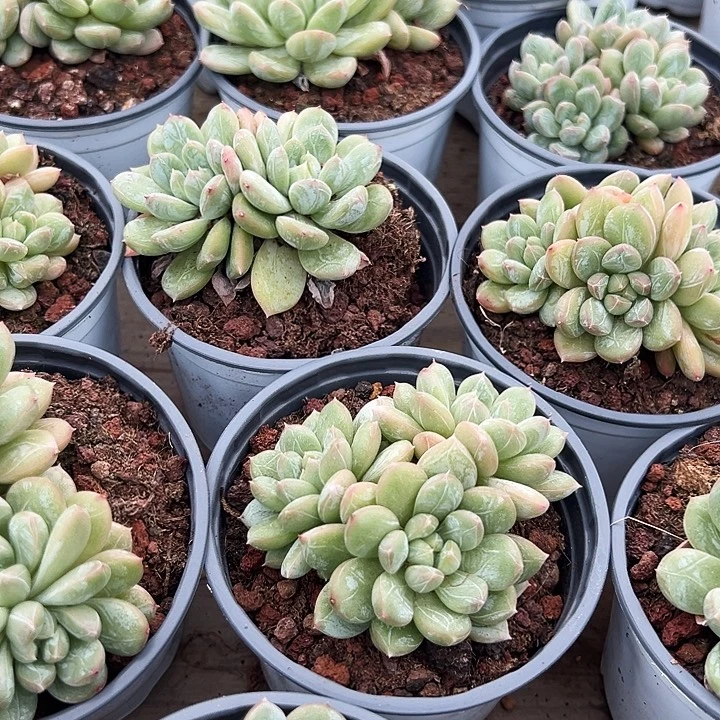 多头     百搭翡翠