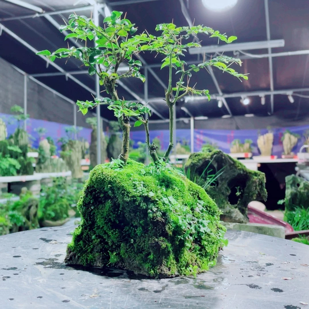 有***弟无花朵我们也在这里吃早餐啦