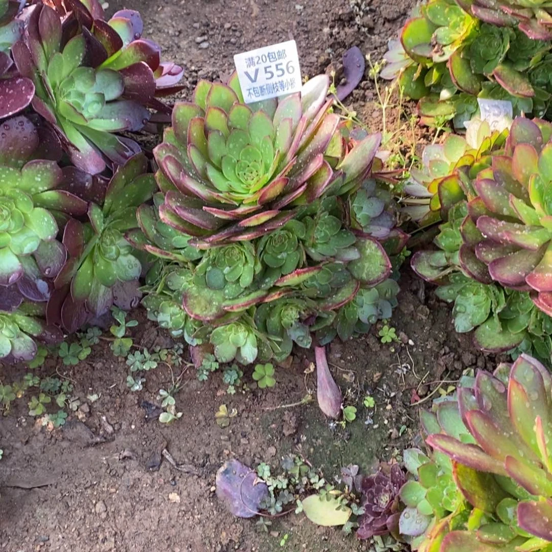 556红魔多肉法师锦