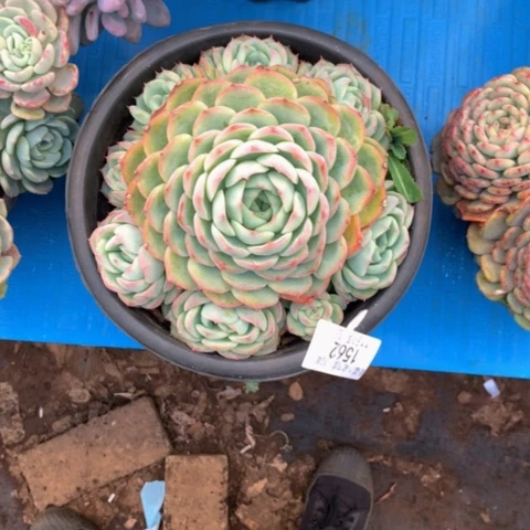 我*1562水晶玫瑰多肉