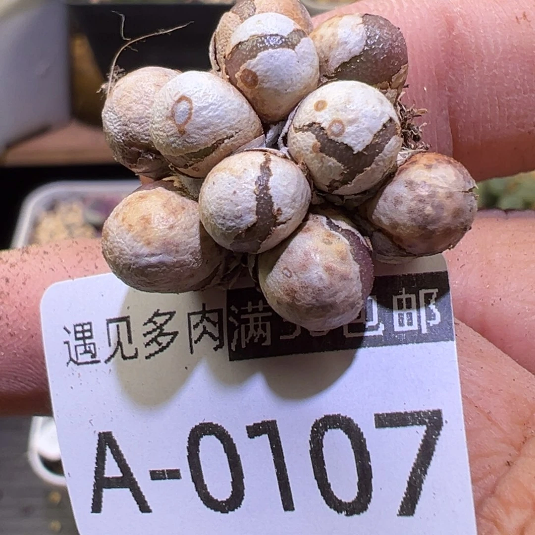多肉植物1111111111111