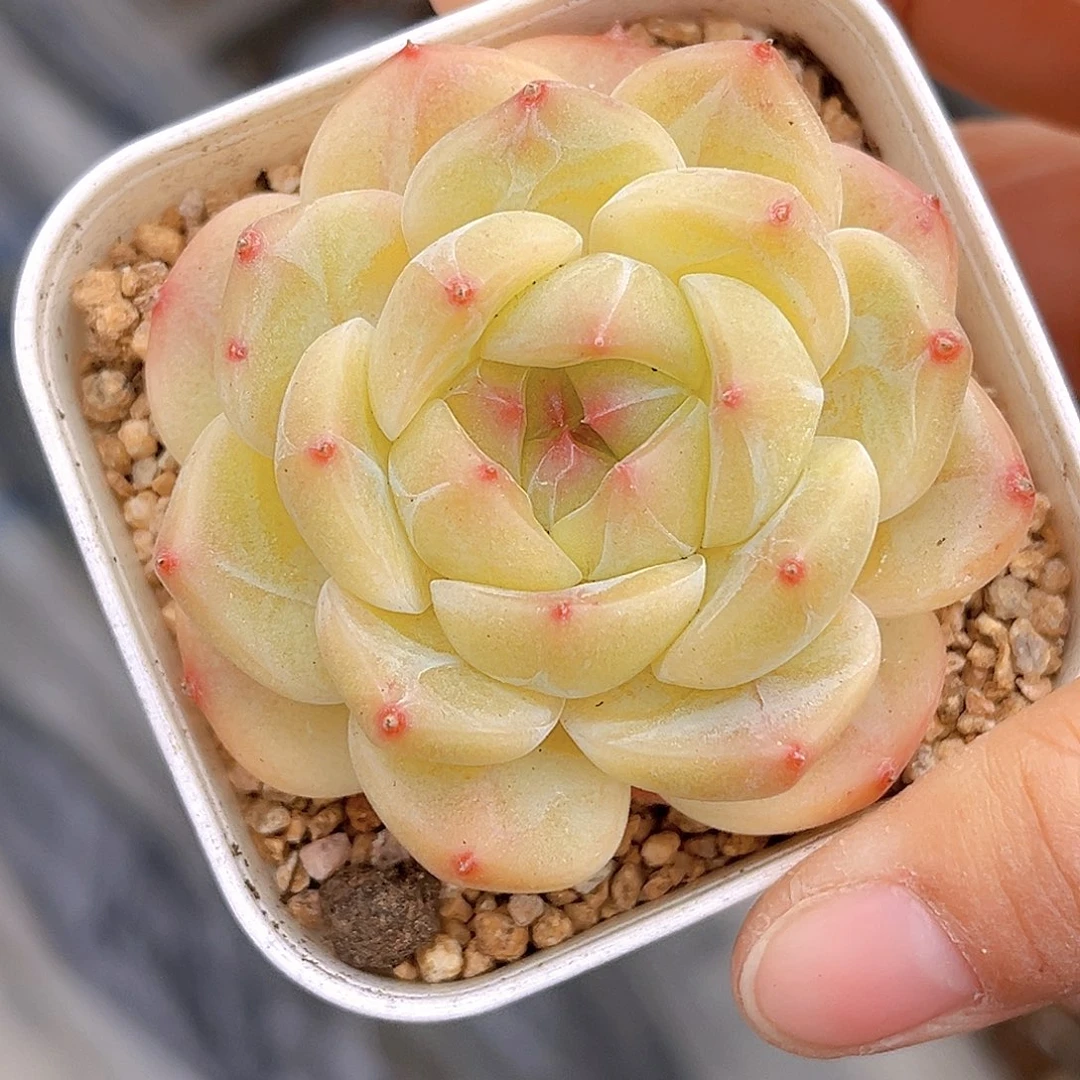 44 日进斗金  新品珍妮 满18包邮