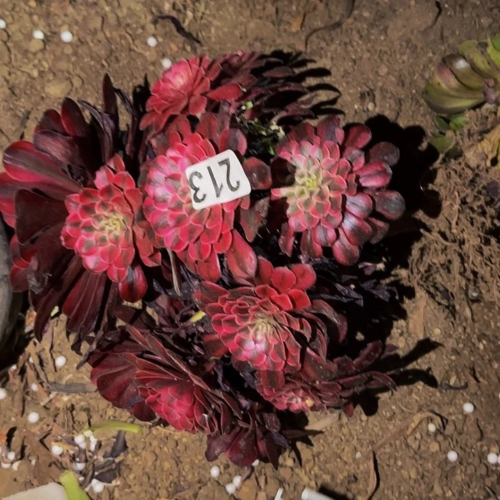 213月亮女神多肉植物