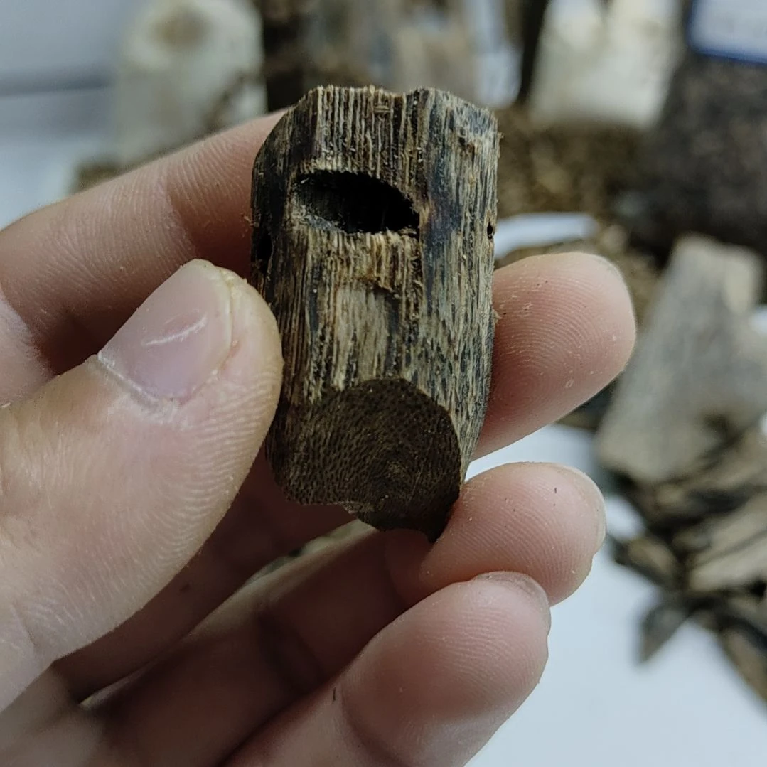 沉香碎屑沉香沉香树丁