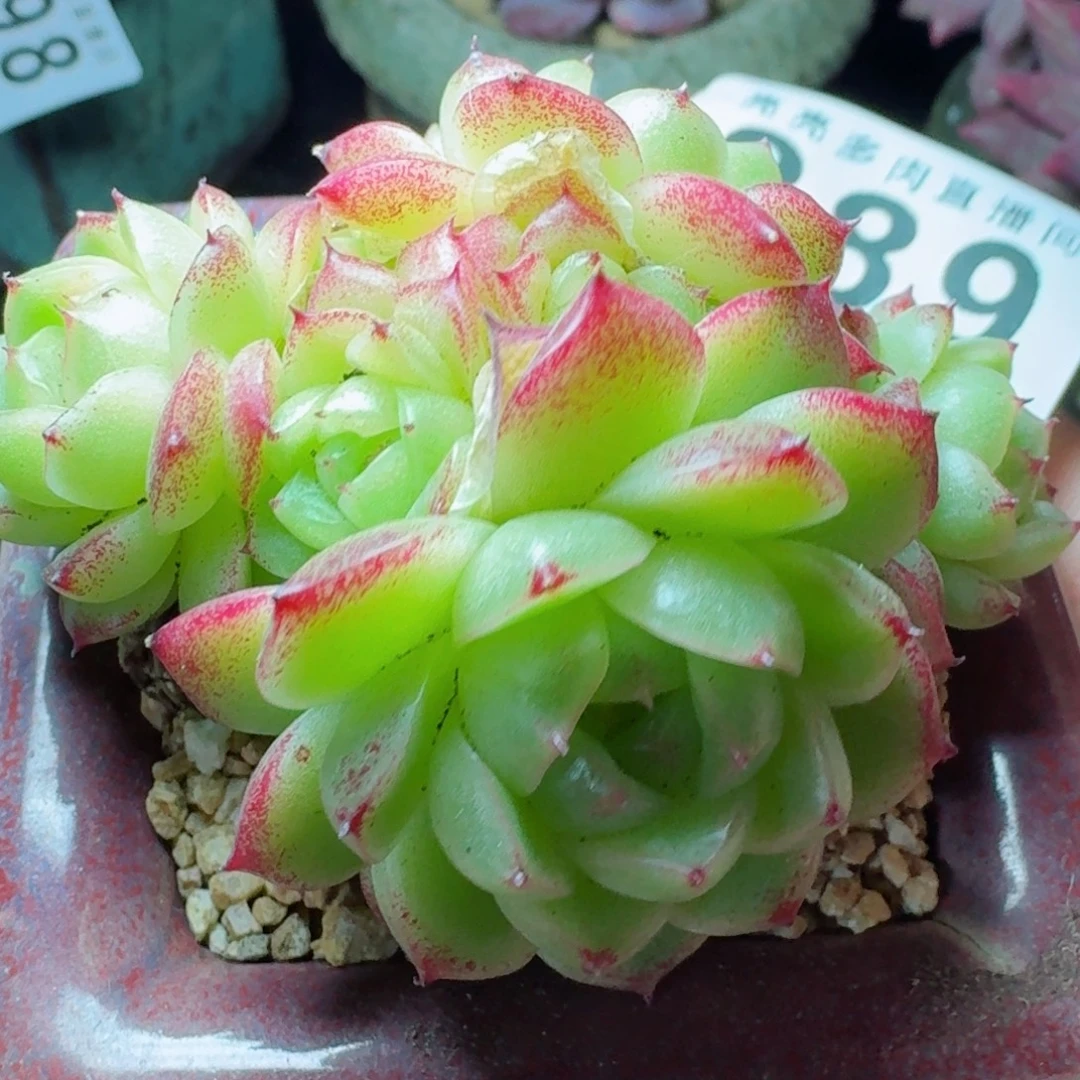 麦秆群生      愿你一路坦途，乘风破浪展宏图