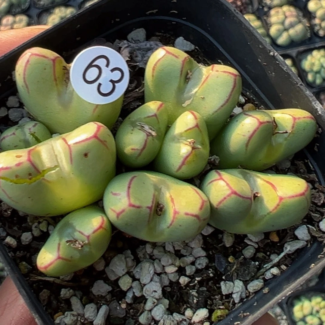 多肉植物111111111111111