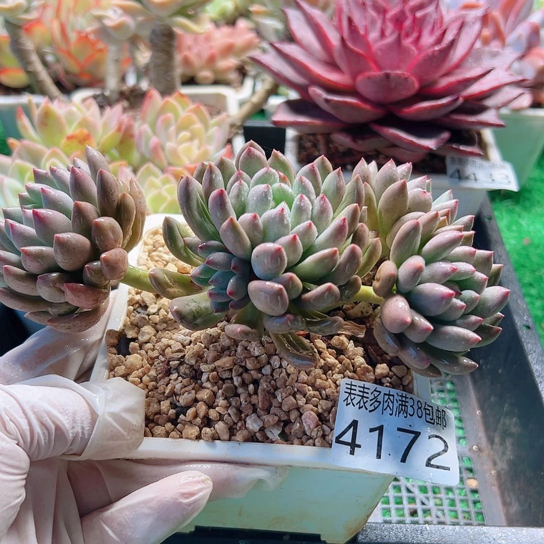 无花朵多肉一物一拍植物4172