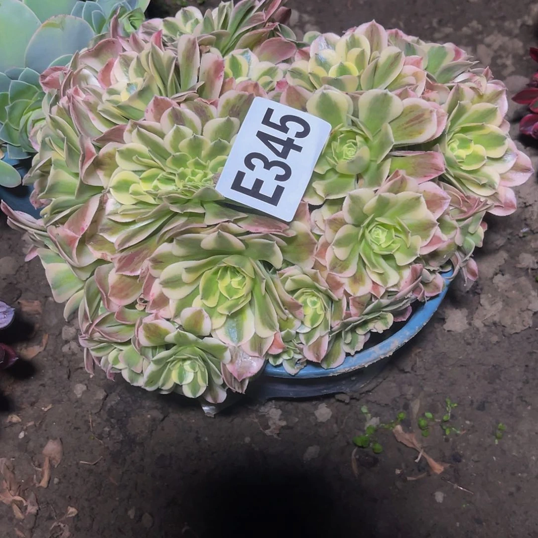 绿豆沙法师15–18包邮法师